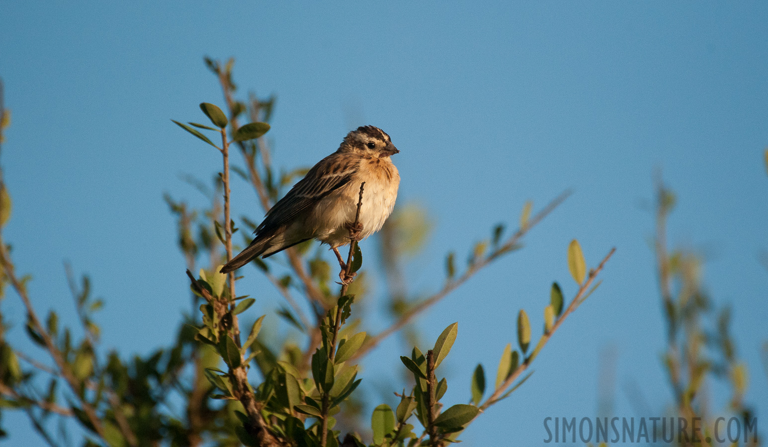 Vidua paradisaea [550 mm, 1/6400 sec at f / 6.3, ISO 2500]